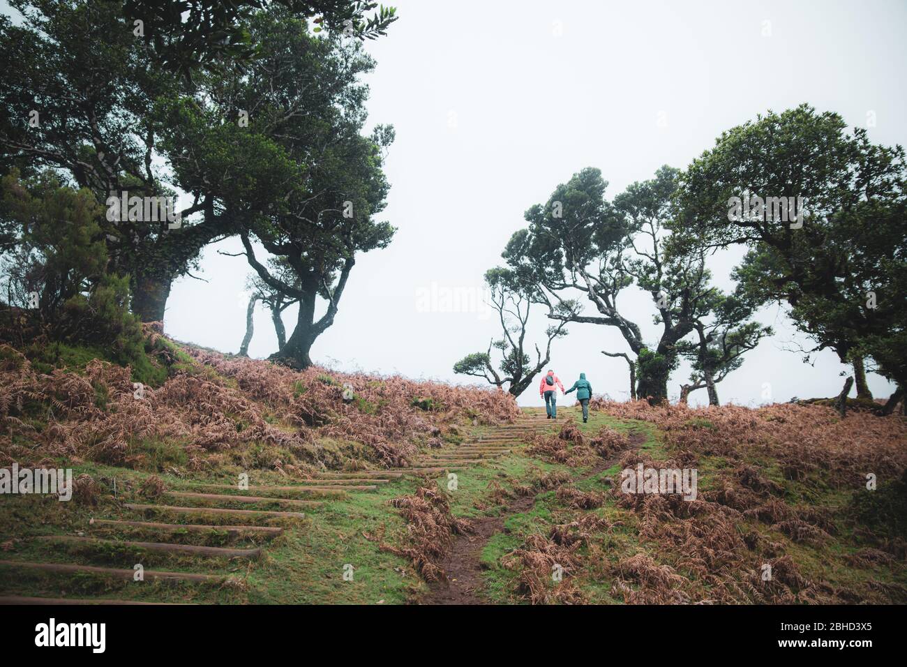 Paar zu Fuß auf natürlichen Treppen des Wanderweges in grünen Lorbeer Wald. Endemischer Laurisilva Wald auf Madeira. Liebe und Natur Konzept Stockfoto