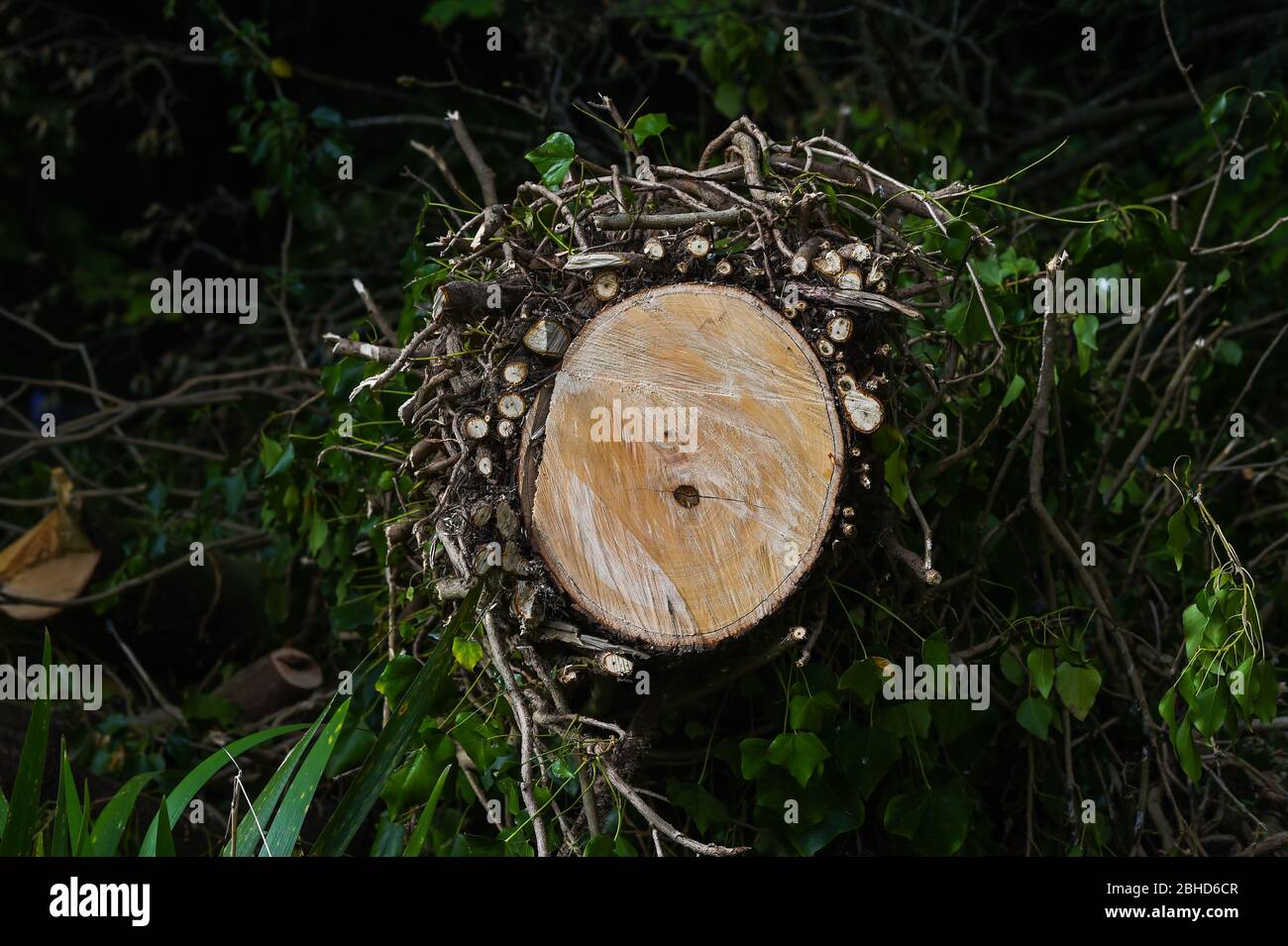 Baum, der in Brighton Withdean Park Wald in Efeu UK bedeckt wurde abgeschlagen Stockfoto