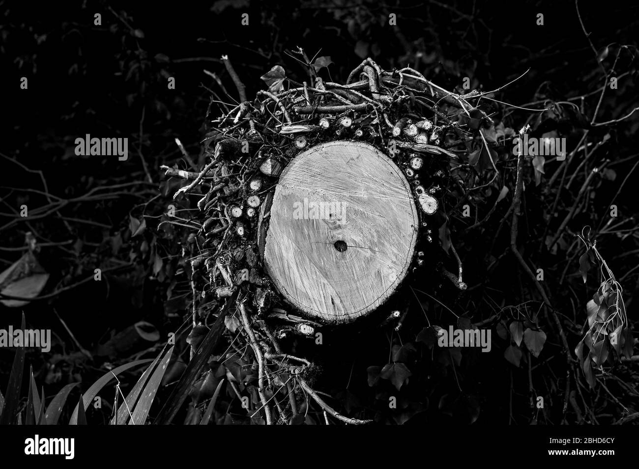 Baum, der in Brighton Withdean Park Wald in Efeu UK bedeckt wurde abgeschlagen Stockfoto