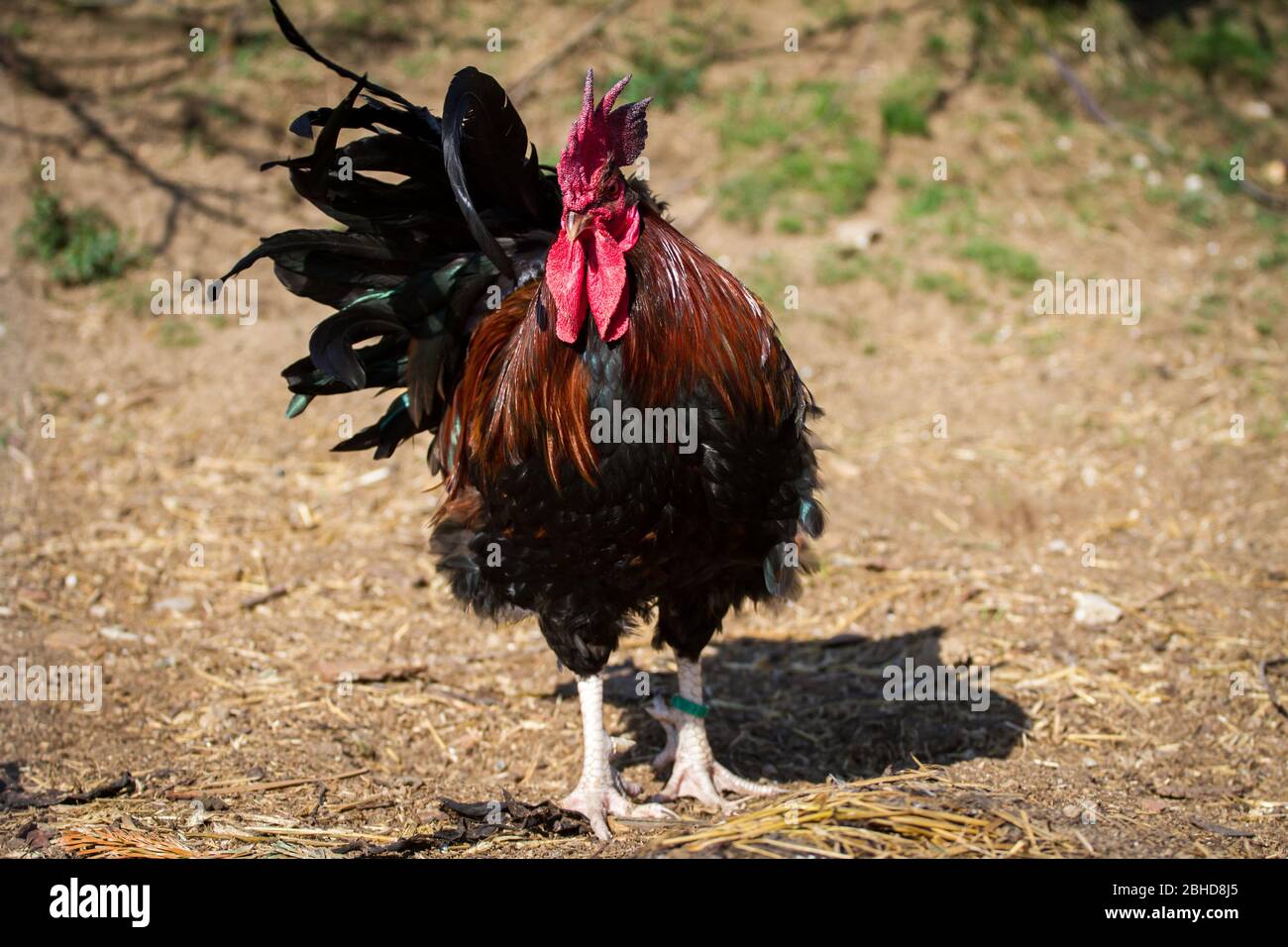 Was Heißt Hahn Auf Englisch Dorking Hahn, alte englische Hühnerrasse Stockfotografie - Alamy