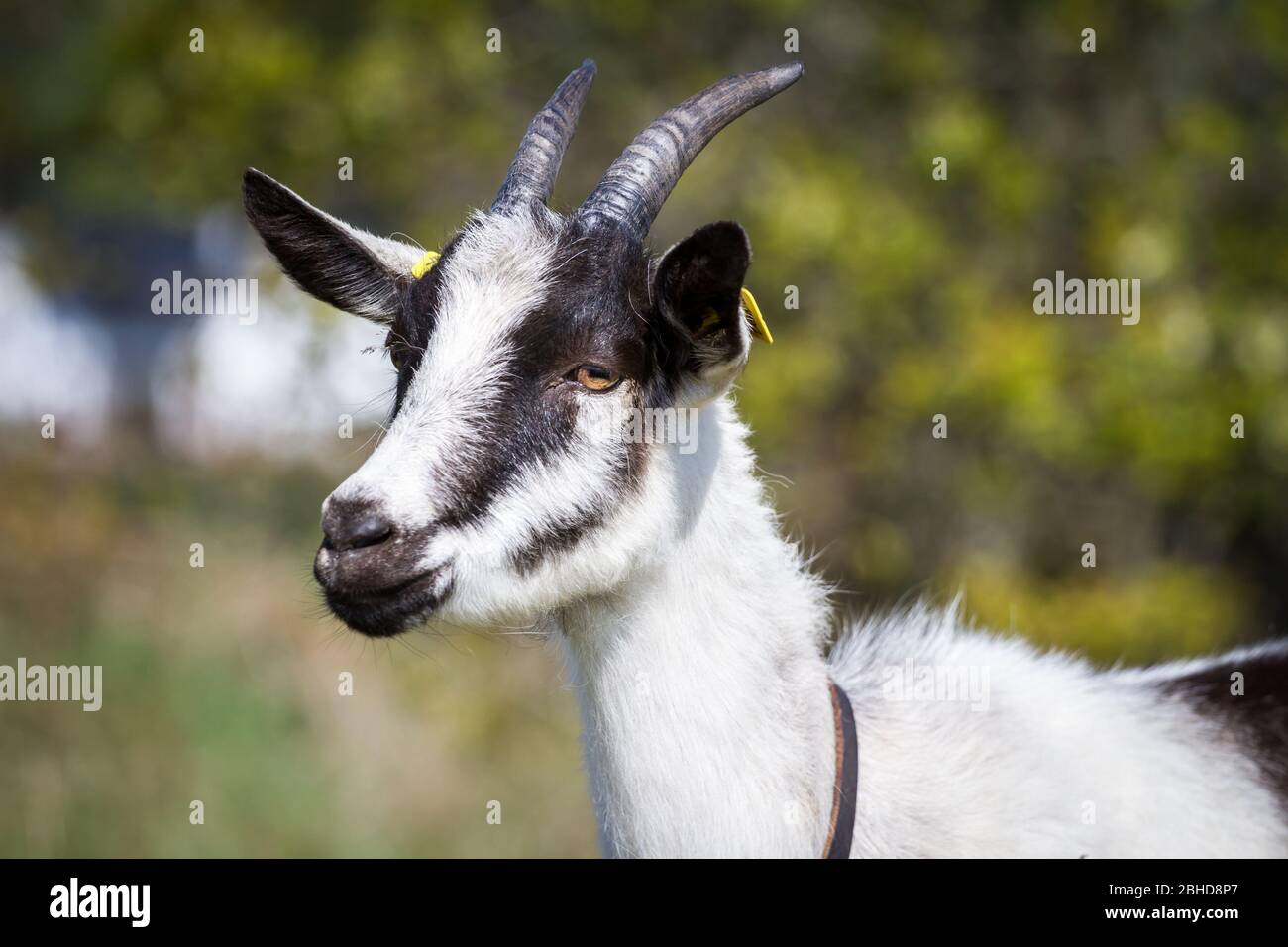 Pfauenziege (Capra aegagras hircus), eine alte Ziegenrasse aus den Alpen (Österreich, Schweiz) Stockfoto