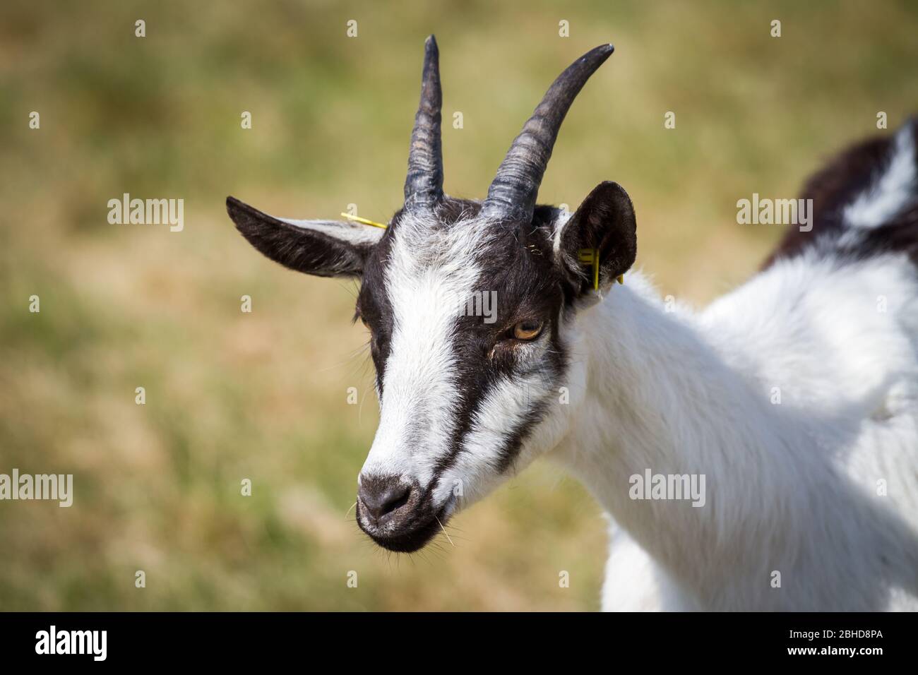 Pfauenziege (Capra aegagras hircus), eine alte Ziegenrasse aus den Alpen (Österreich, Schweiz) Stockfoto