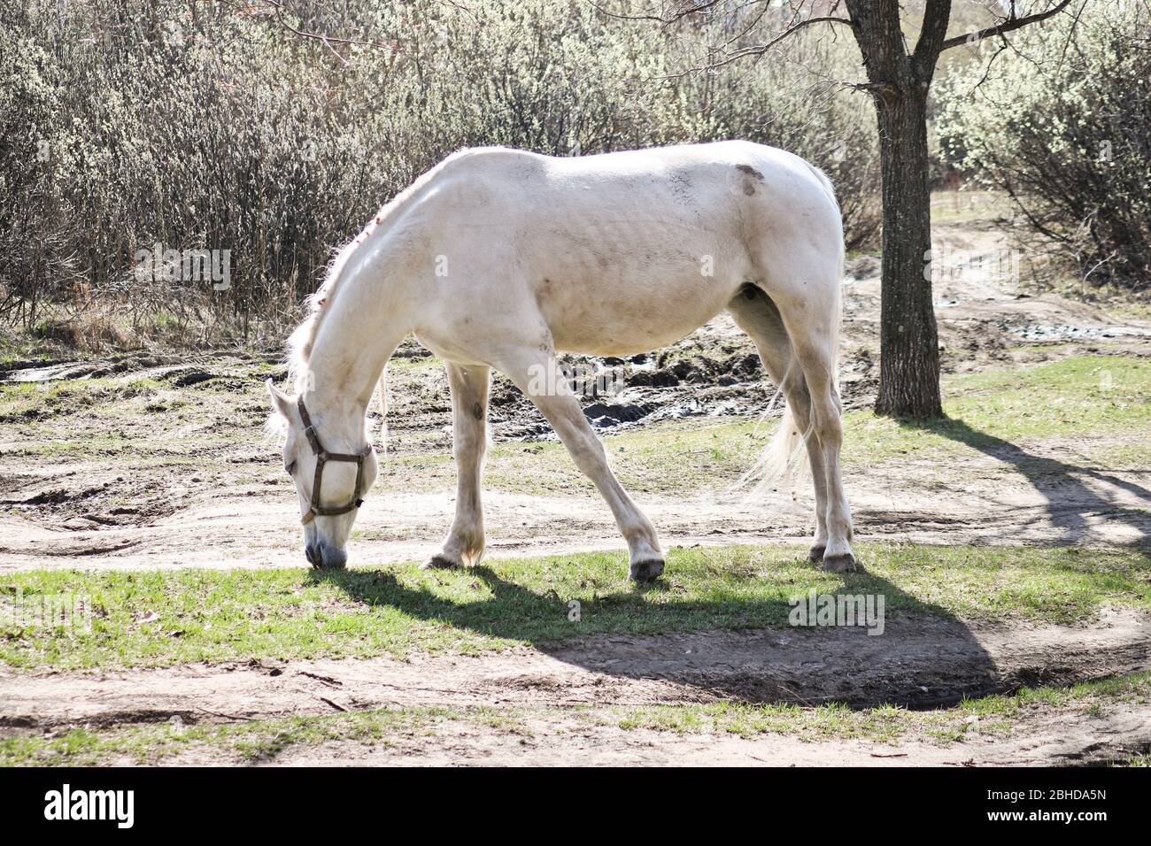 Weißes altes Nag Pferd grasiert im frühen Frühling im Freien Stockfoto