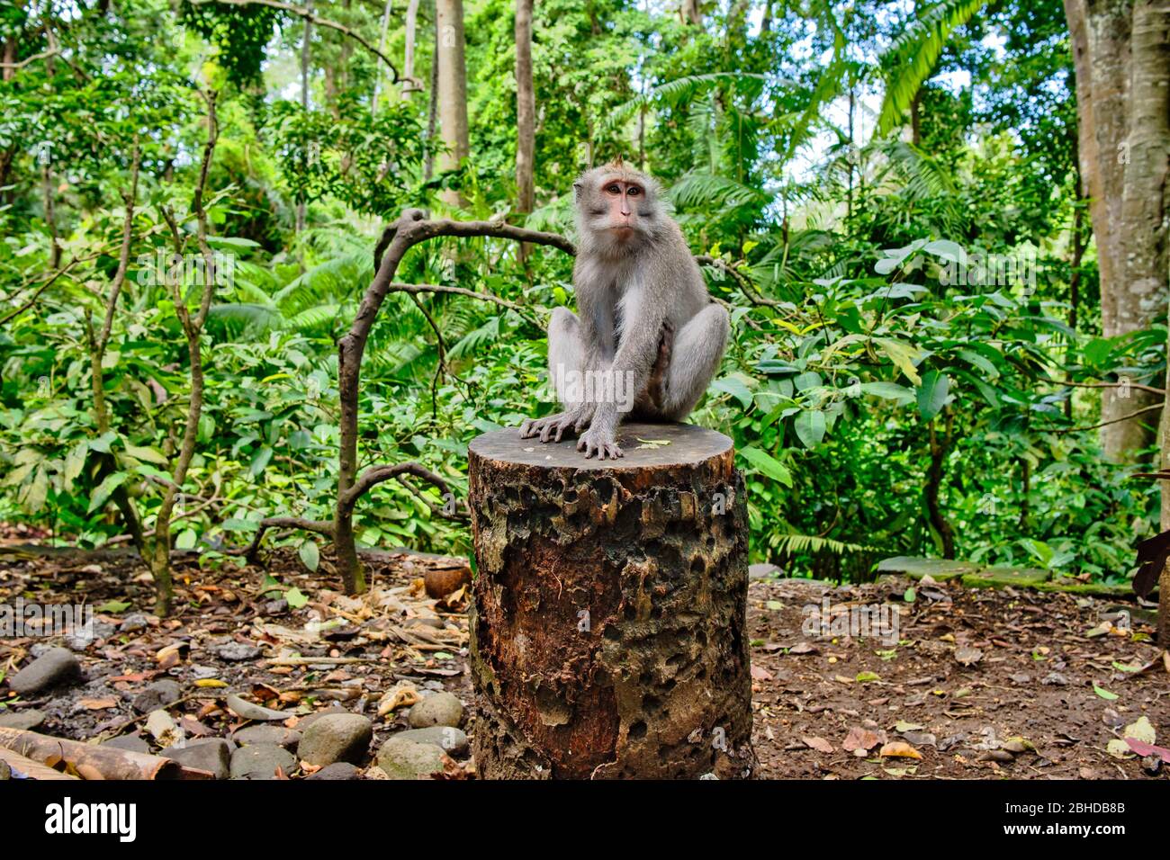 Makaken-Affen und Statuen in Ubud Bali, Indonesien. Sacred Monkey Forest und Hindu-Tempelkomplex in Ubud. Stockfoto