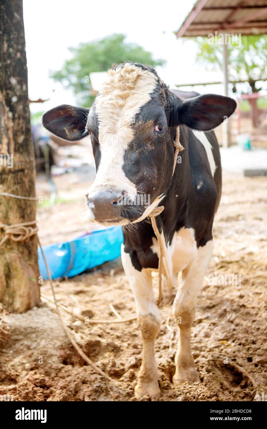 Die Milchkühe in der lokalen Thai Farm mit schmutzigen Kuh-Dunk Stockfoto