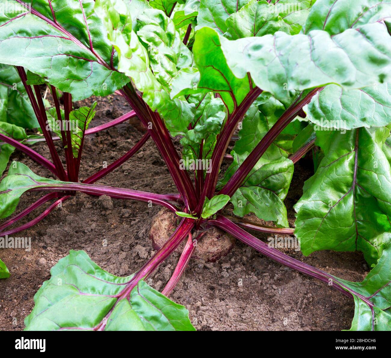 Rüben im Gemüsegarten Nahaufnahme. Biologische Rote Bete, die in der Landwirtschaft wachsen. Stockfoto