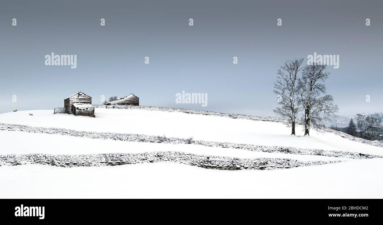 Schneebedecktes Ackerland in der Nähe von Hawes in Wensleydale, Yorkshire Dales National Park, Großbritannien. Stockfoto
