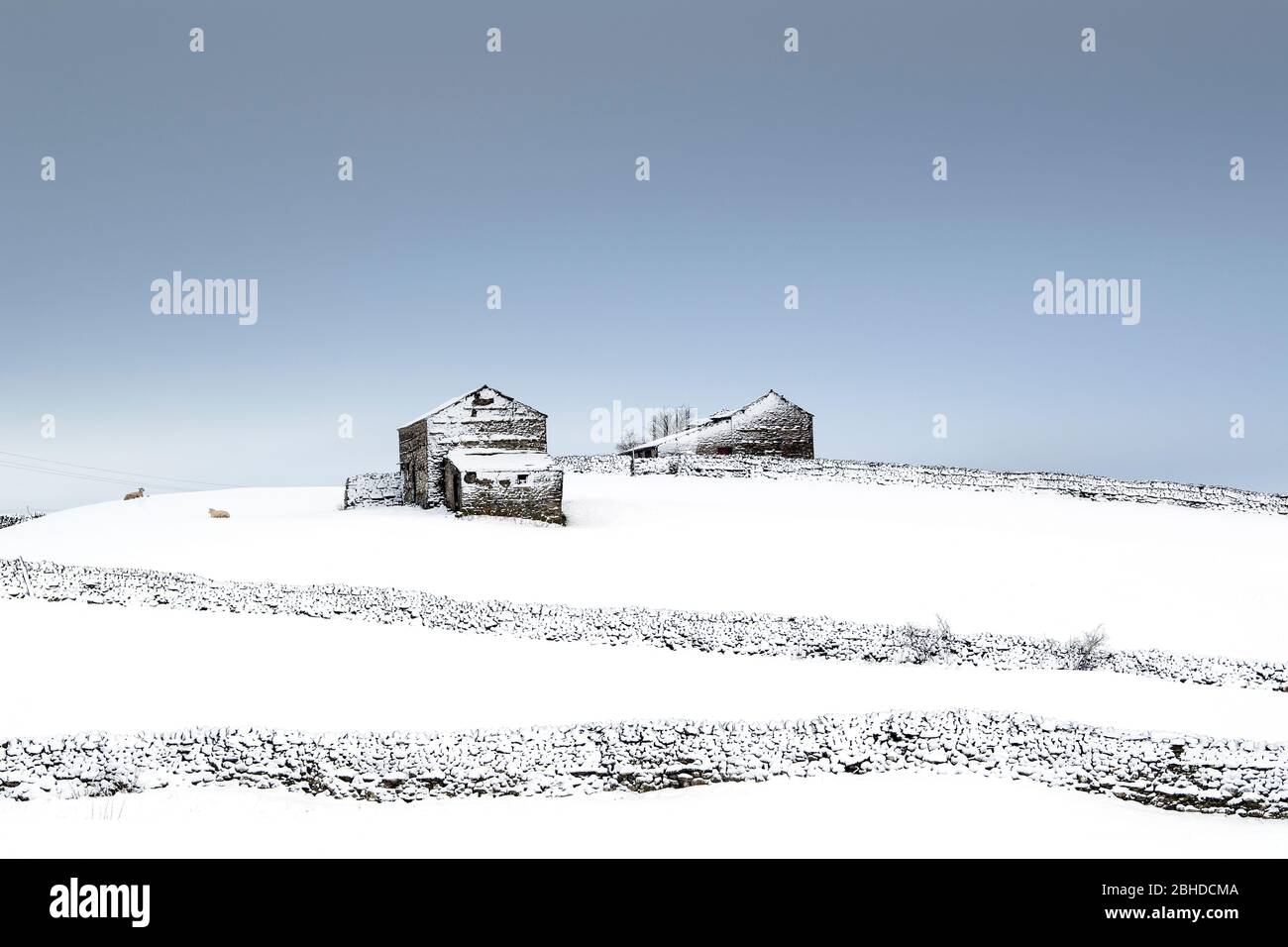 Schneebedecktes Ackerland in der Nähe von Hawes in Wensleydale, Yorkshire Dales National Park, Großbritannien. Stockfoto
