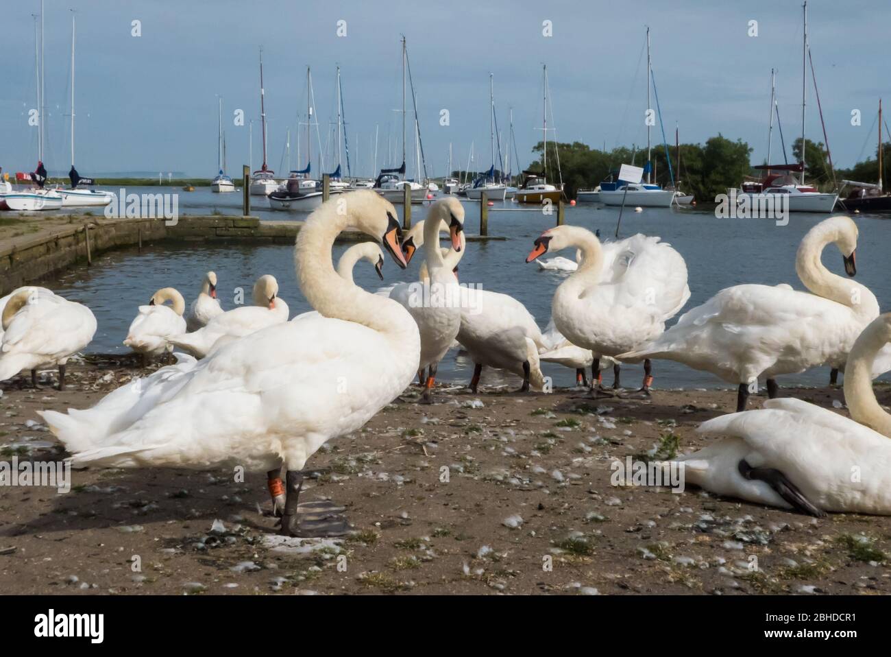 Schwäne übernehmen den Town Quay am Fluss Stour, Christchurch, Dorset, England, Großbritannien Stockfoto