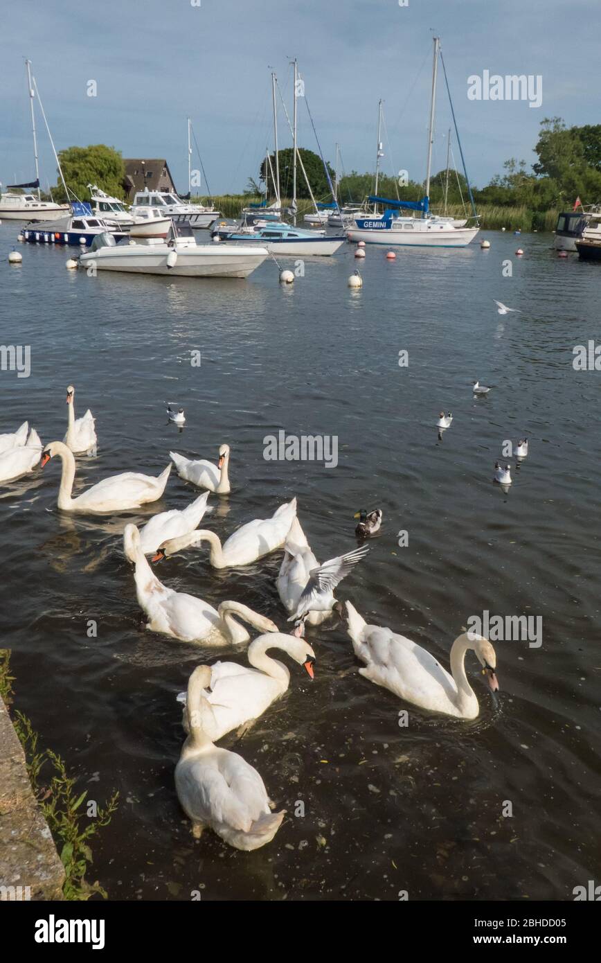 Schwäne, die sich am Town Quay am River Stour, Christchurch, Dorset, England, Großbritannien, ernähren Stockfoto