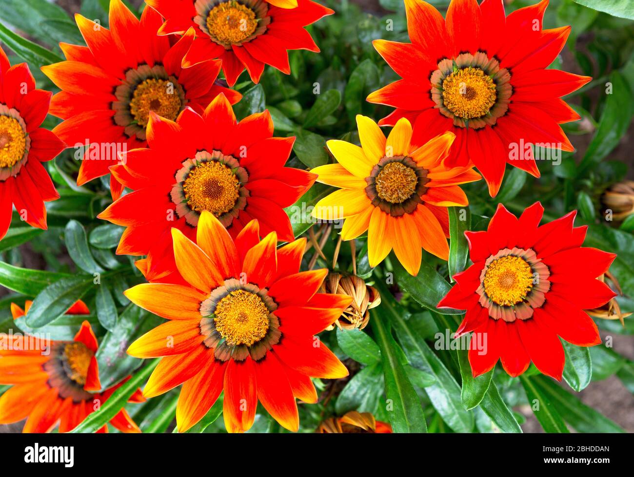 Ein Strauß Herbstblumen. Makrobild von roten Blumen. Helle Blumen Hintergrund. Stockfoto