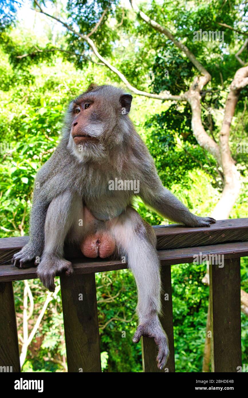 Makaken-Affen und Statuen in Ubud Bali, Indonesien. Sacred Monkey Forest und Hindu-Tempelkomplex in Ubud. Stockfoto