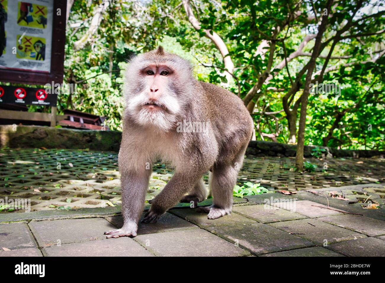 Makaken-Affen und Statuen in Ubud Bali, Indonesien. Sacred Monkey Forest und Hindu-Tempelkomplex in Ubud. Stockfoto