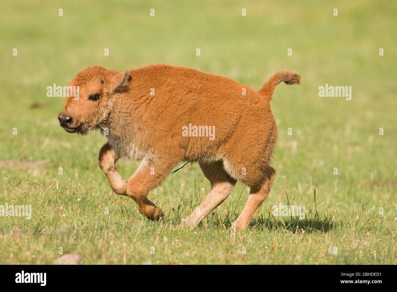 Bison (Bison Bison) Kalb Stockfoto
