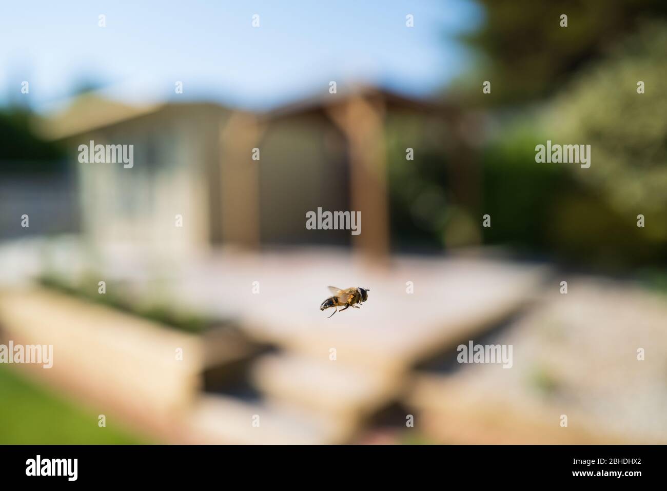 Eine Luftkissenfliege fliegt vor einem weichen Gartenhintergrund mit Terrasse und Pavillon. Stockfoto