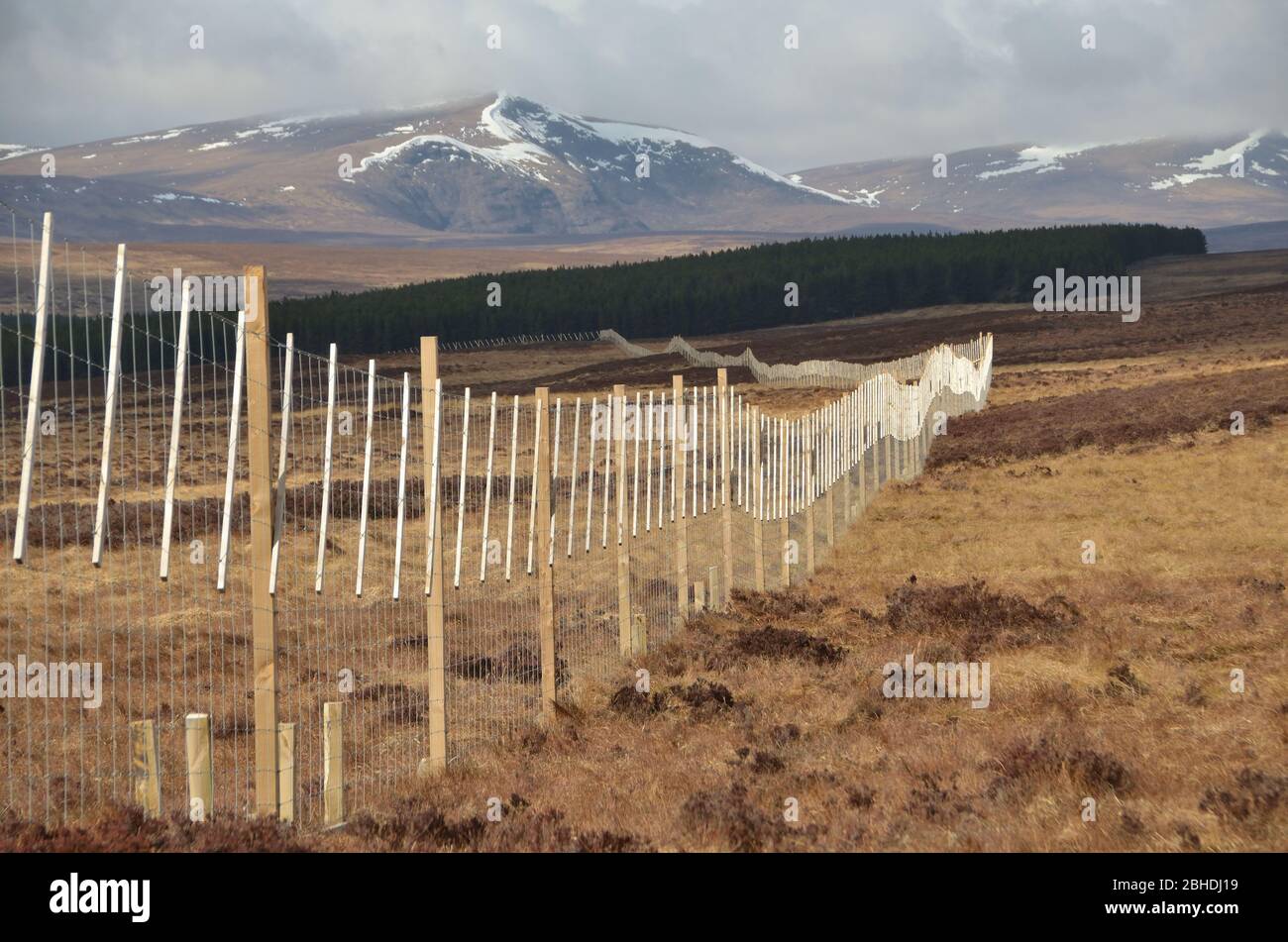 Ein Hirschzaun, der eine weite Moorlandschaft in den nördlichen schottischen Highlands durchquert. Ben Armine ist im Hintergrund. Stockfoto