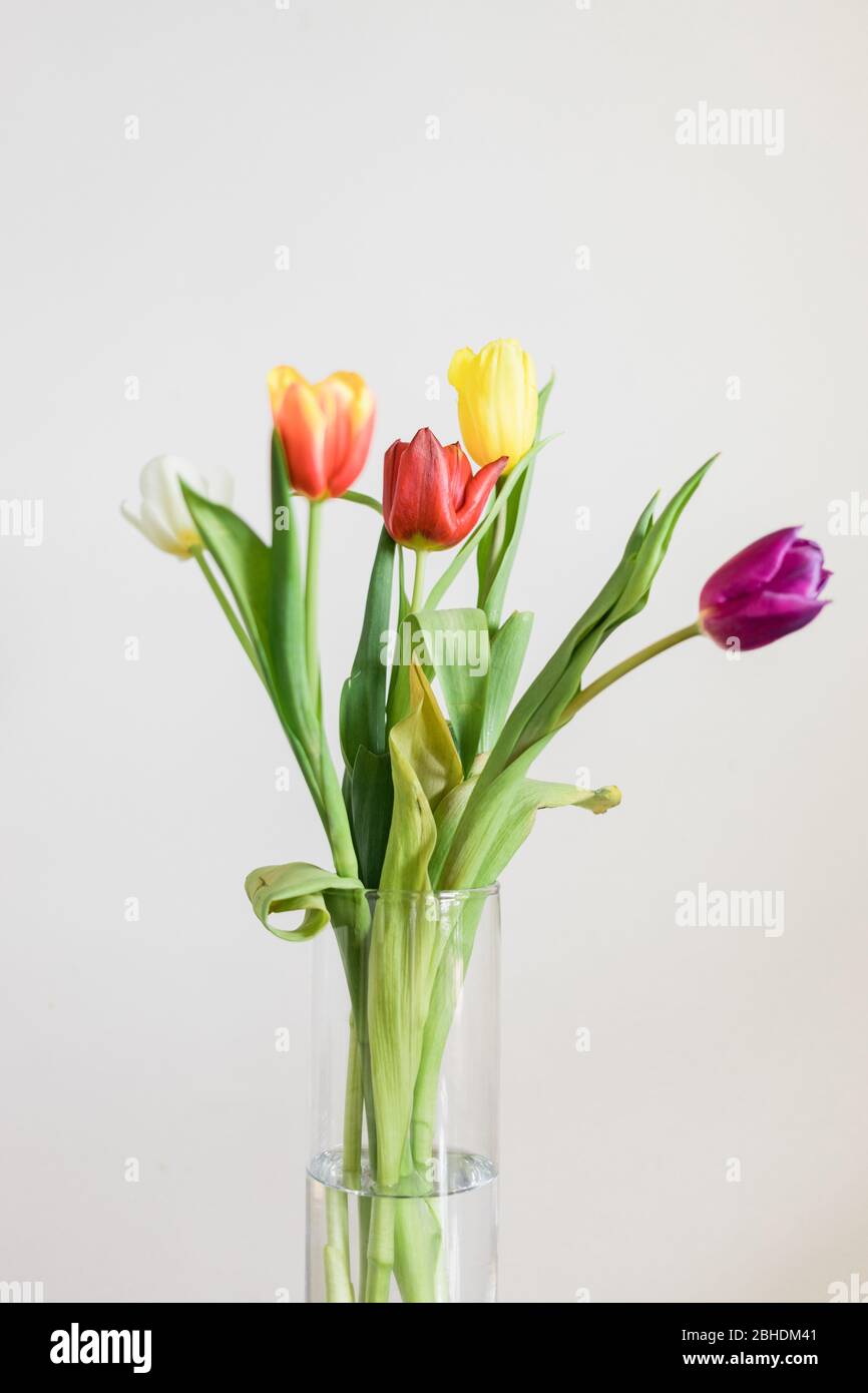 Schöne bunte Tulpen in einer Vase auf weißem Hintergrund Stockfoto