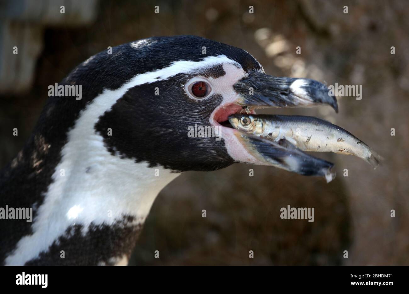 Ein Humboldt-Pinguin isst am Weltpinguintag im Blair Drummond Safari Park, Stirling, einen Fisch. Der Park ist derzeit für die Öffentlichkeit gesperrt, da Großbritannien weiterhin gesperrt ist, um die Ausbreitung des Coronavirus einzudämmen Stockfoto