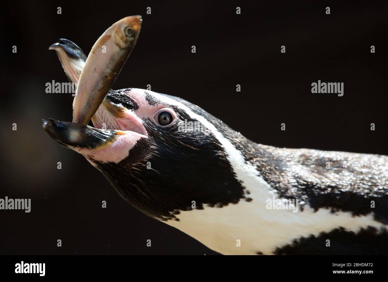 Ein Humboldt-Pinguin isst am Weltpinguintag im Blair Drummond Safari Park, Stirling, einen Fisch. Der Park ist derzeit für die Öffentlichkeit gesperrt, da Großbritannien weiterhin gesperrt ist, um die Ausbreitung des Coronavirus einzudämmen Stockfoto