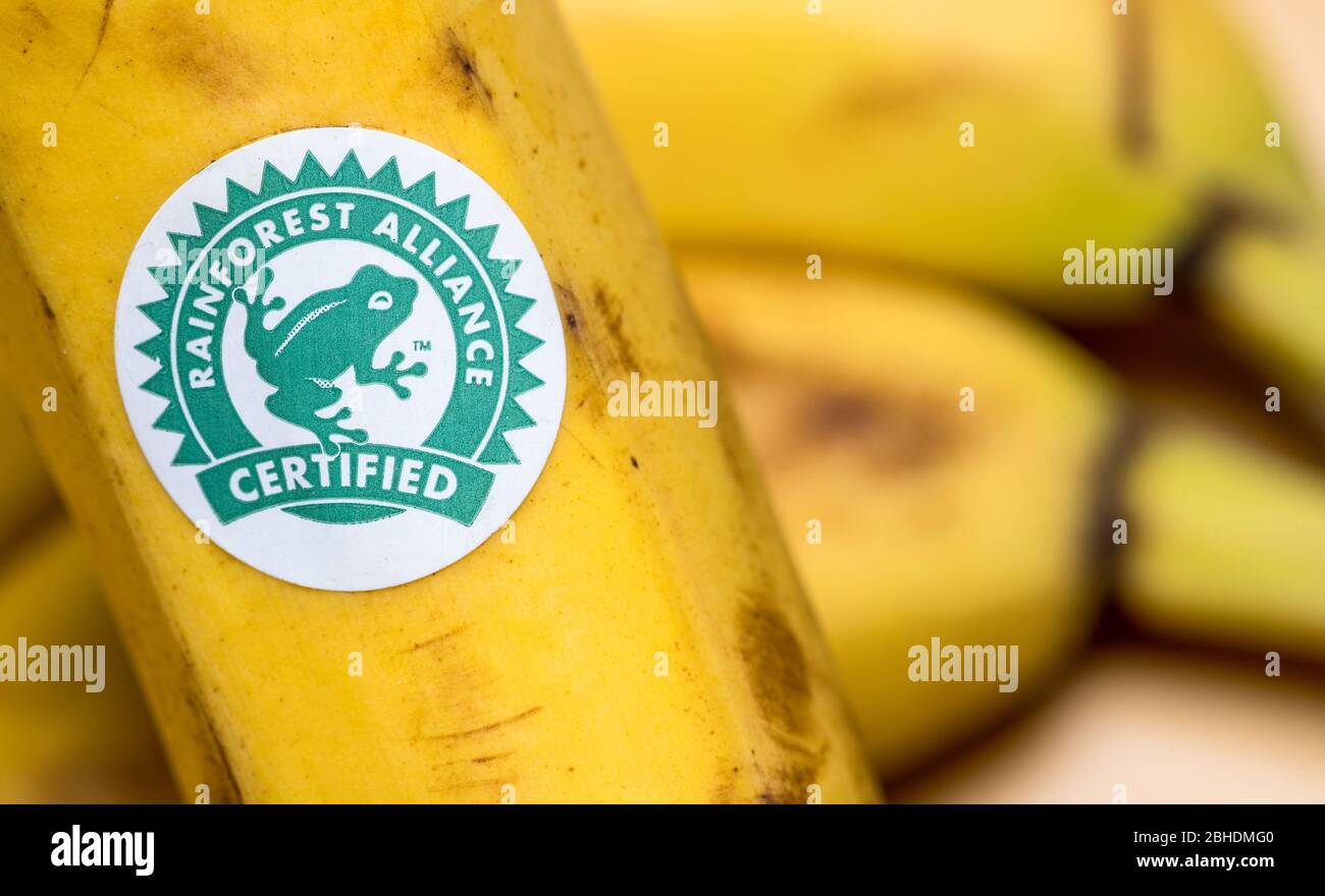 Rainforest Alliance Logo auf einem Haufen Bananen Stockfoto