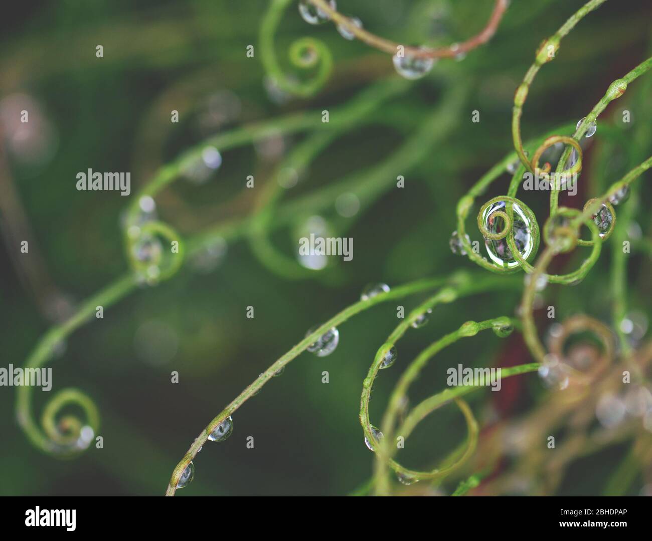 Abstrakter Natur Hintergrund von Regentropfen auf gewelltem Laub der australischen einheimischen Lockige Perücke Sedge, Caustis flexuosa, Familie Cyperaceae, Stockfoto