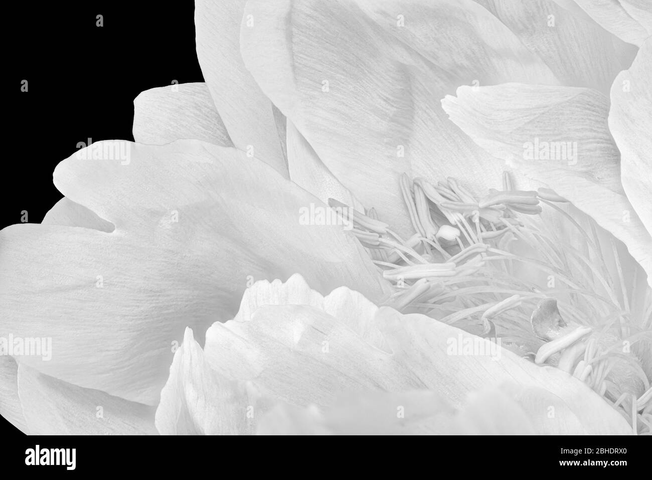 Monochrome High Key Pfingstrose Blüte Herz Makro auf schwarzem Hintergrund, filigrane Textur Stockfoto