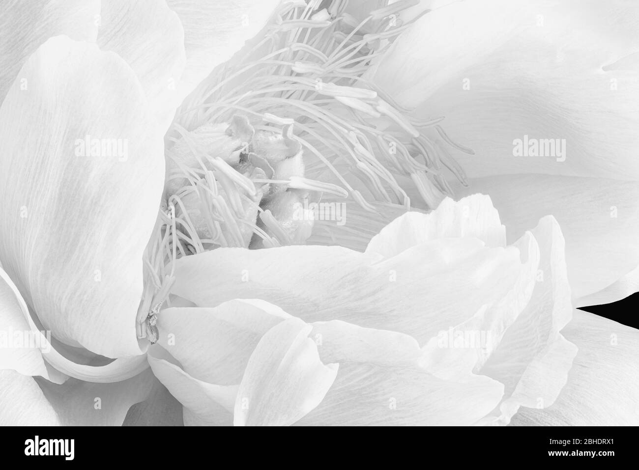 Monochrome High Key Pfingstrose Blüte Herz Makro auf schwarzem Hintergrund, filigrane Textur Stockfoto