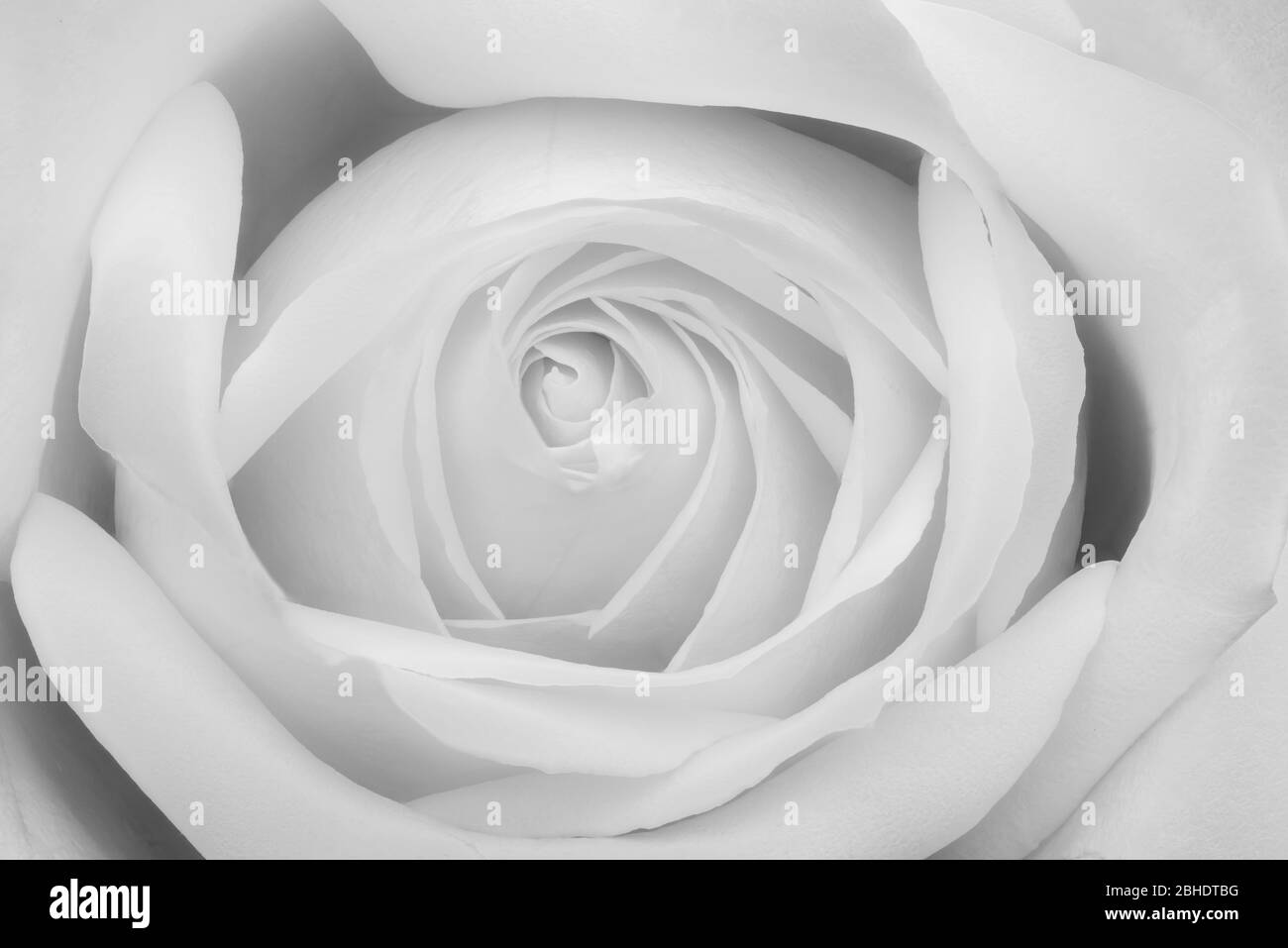 Monochrome helle weiße Rosenblüte Herz Makro, feine Kunst Stillleben einer einzigen Blüte mit filigraner Textur Stockfoto