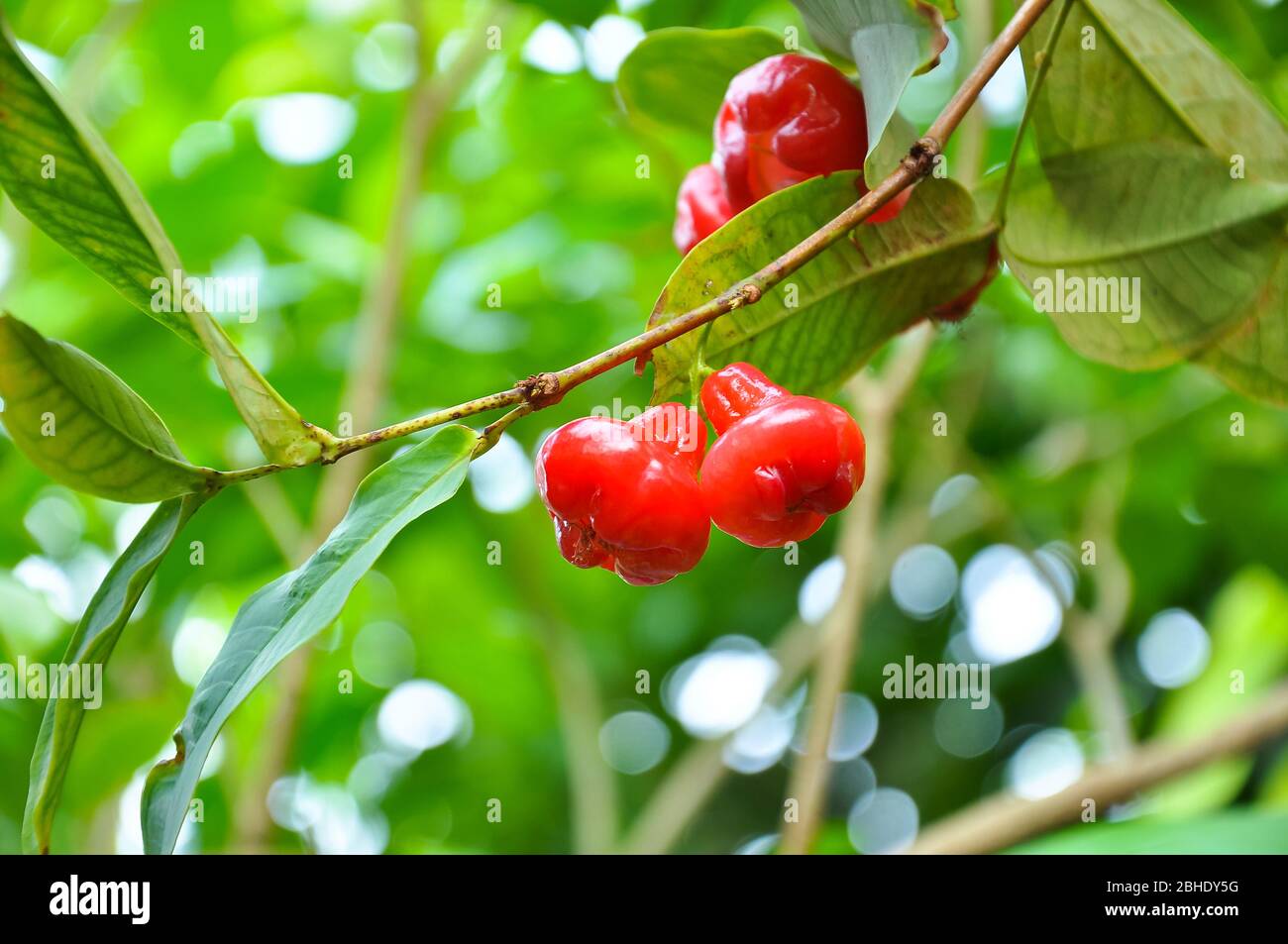 Frischer roter Rosenapfel ist reif für die Ernte. Stockfoto