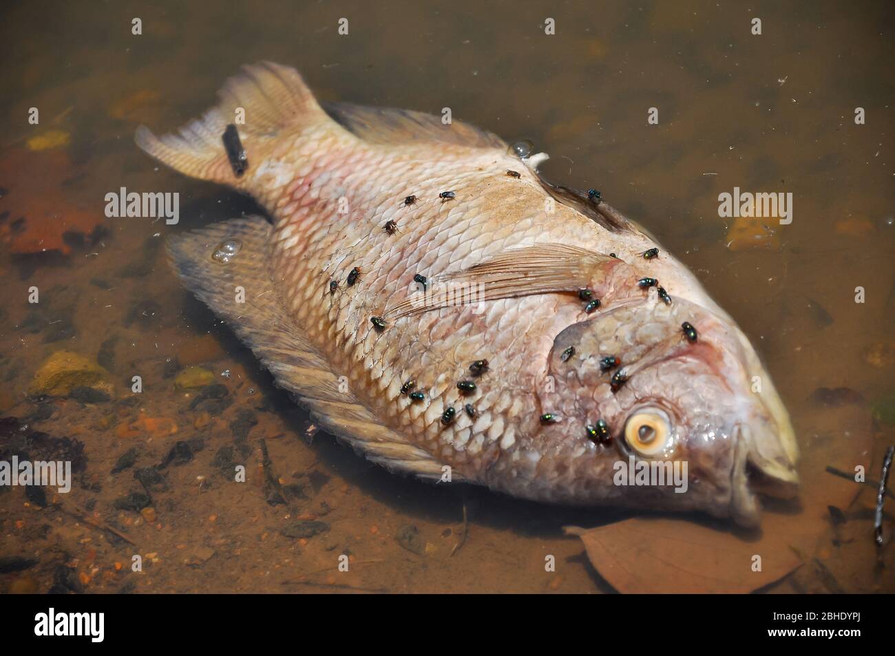 Toter fisch im verschmutzten teich Fotos und Bildmaterial in hoher