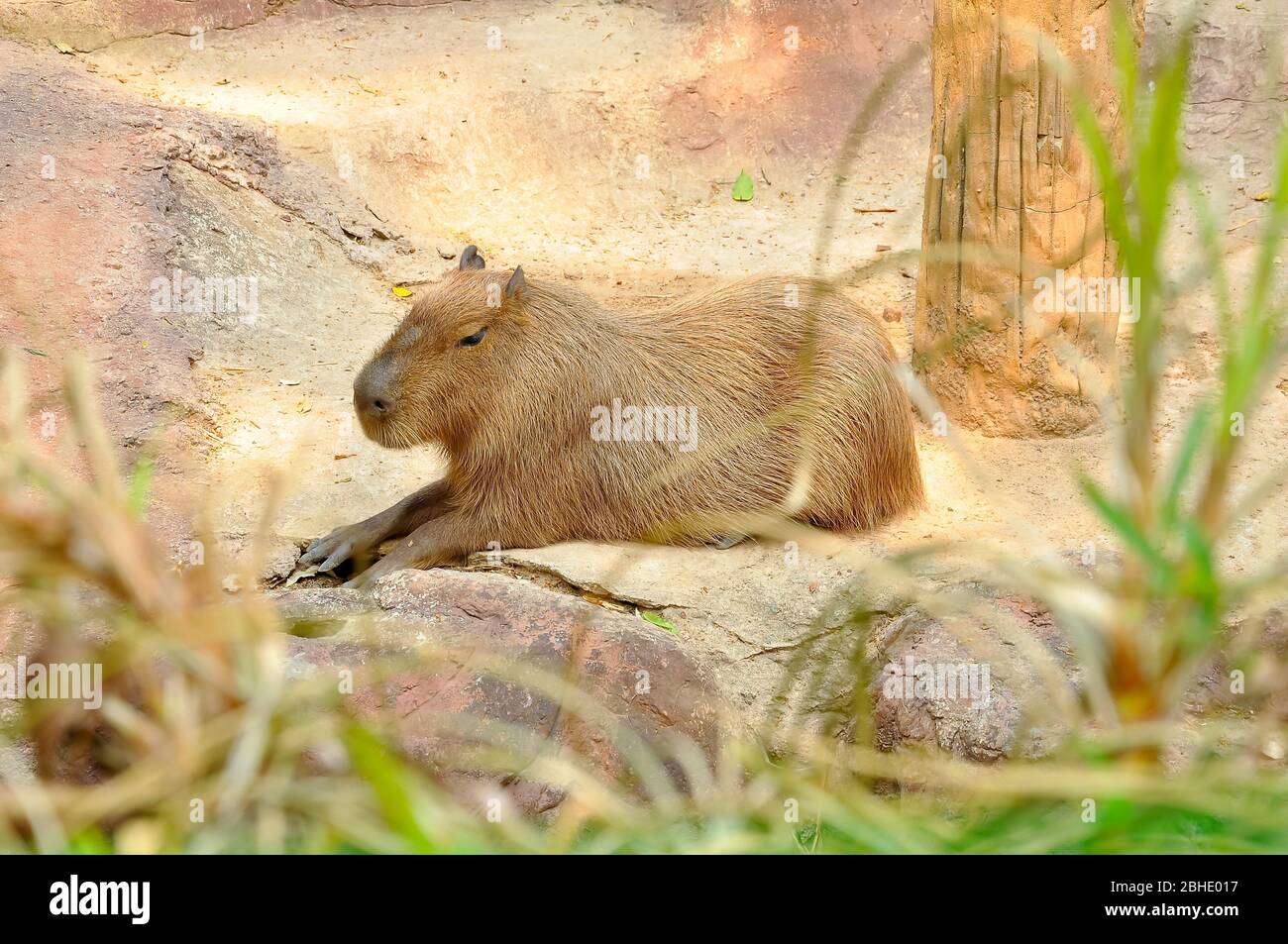 Die Capybara ist das größte Nagetier Stockfoto