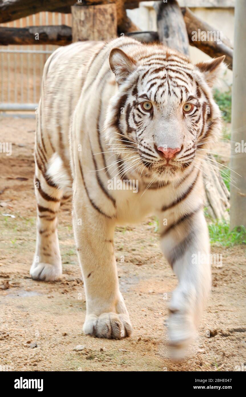 Weiße Augen der bengalischen Tiger sind normalerweise blau, können aber grün oder bernsteinfarben sein. Stockfoto