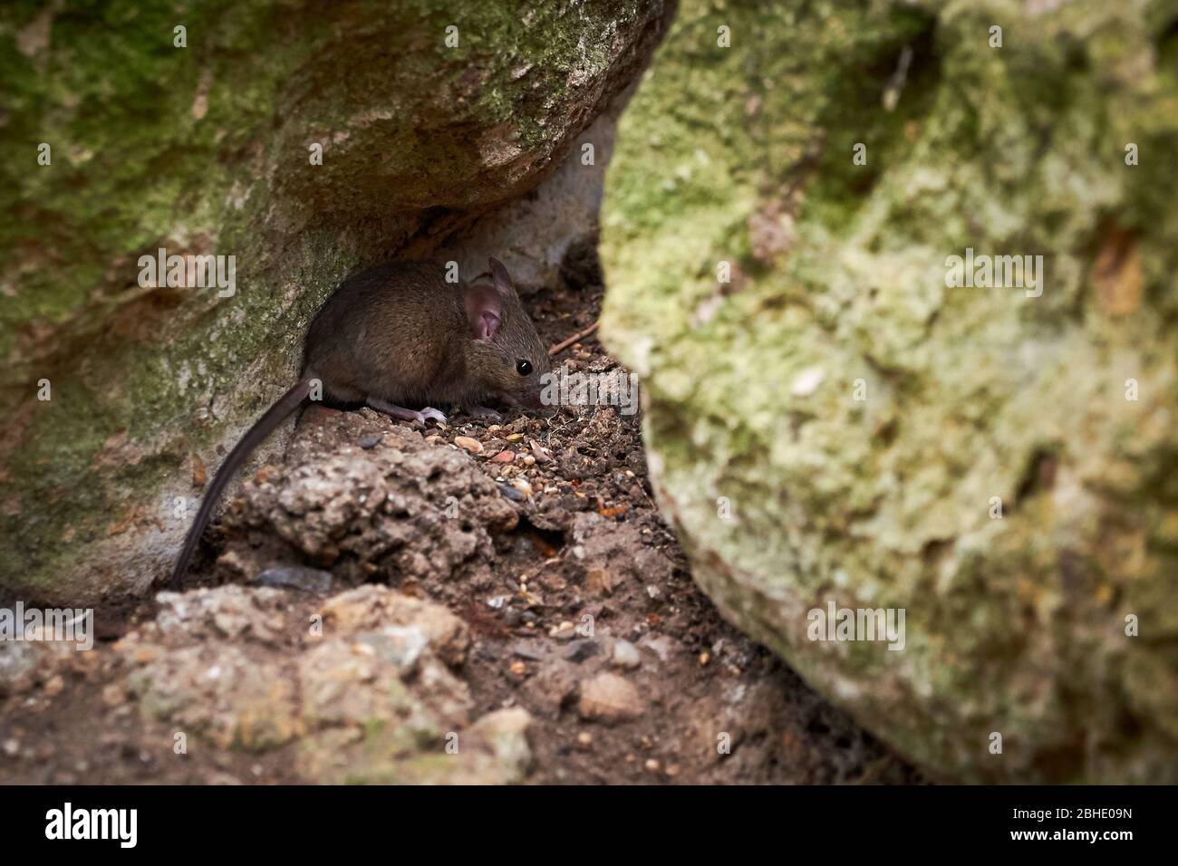 Kalifornische Maus versteckt zwischen Felsen (Peromyscus californicus) Stockfoto