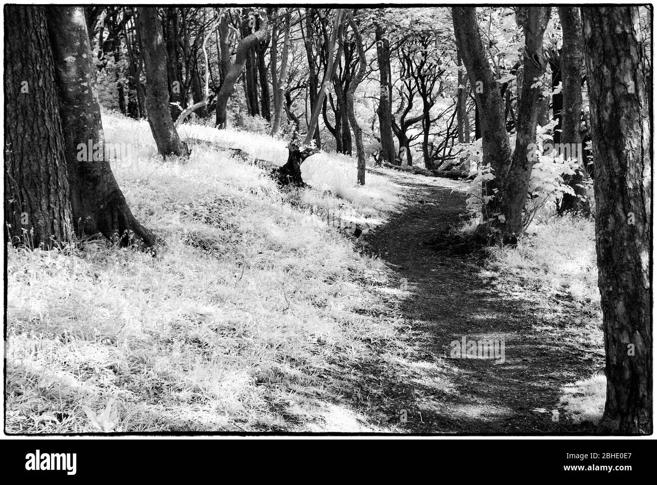Bluebell Wood, Penzance, Cornwall, Großbritannien Stockfoto