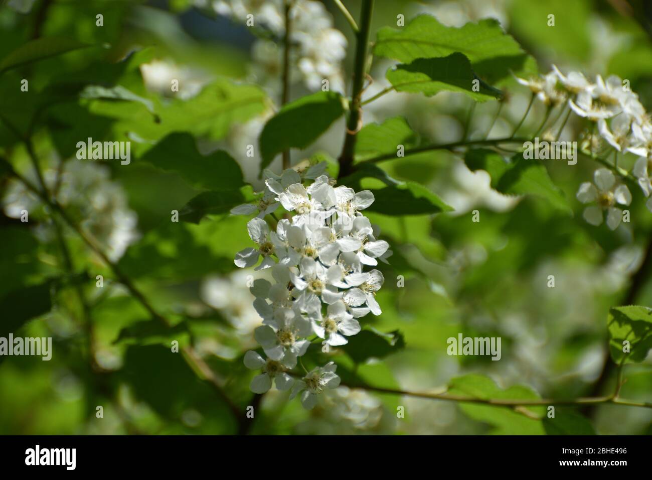 Baum, Apfelbaum, Laubbaum, Blüten, Blütezeit, Frühling, Frühjahr, Blüten, Blüten, Ast, Äste, Blatt, Blätter, Obst, Kultur, Veredelt, weiß, grün, klein, Stockfoto