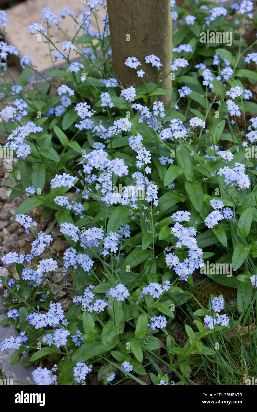 Vergissmeinnicht Blumen Stockfoto