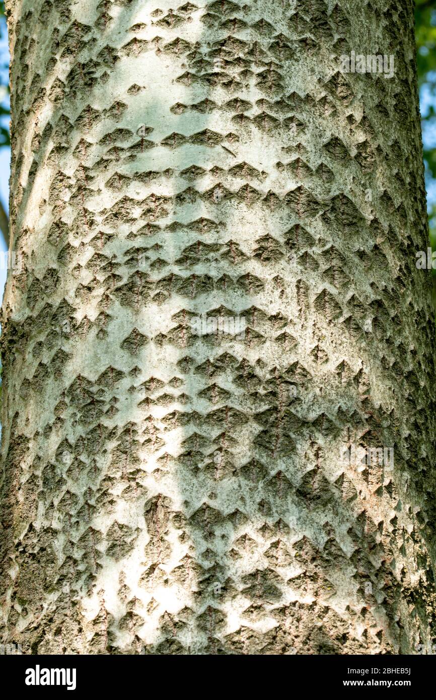 Weiße Pappel (Populus alba) Baumrinde mit diamantförmigen Spalten, auch Silberpappel genannt, Muster auf reifen Baumstamm, Großbritannien Stockfoto