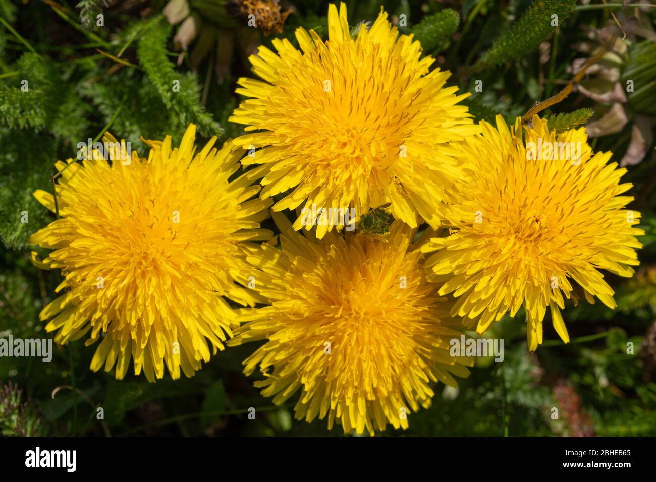 Löwenzahn-Blüten (Taraxacum officinale), leuchtend gelbe Blüten der Unkraut- oder Wildblume, Großbritannien Stockfoto