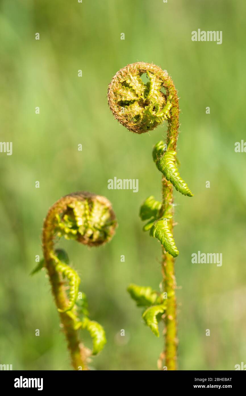 Junge Brackenwedel (Pteridium aquilinum) im Frühjahr, der häufigste Farn in Großbritannien Stockfoto