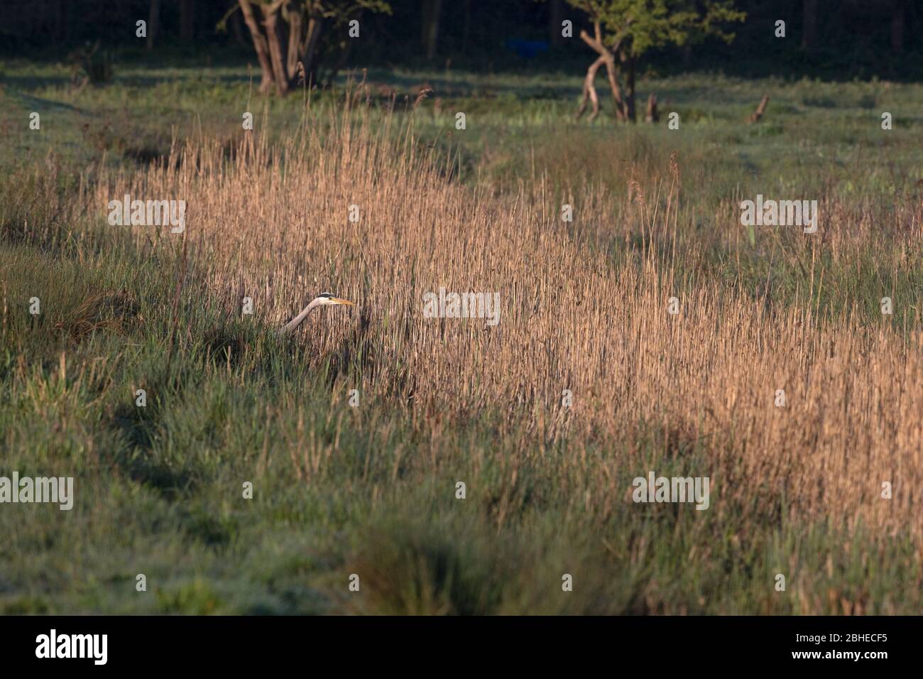 Graureiher (Ardea Cinerea) Stockfoto