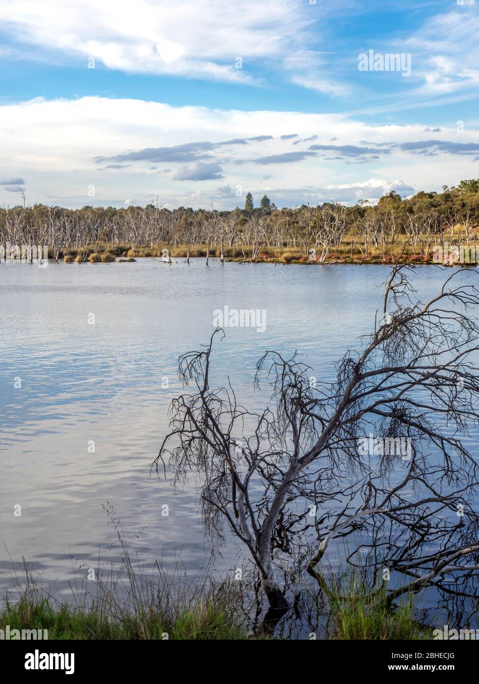 Kuljak Island oder Black Swan Island im Swan River Ascot Perth Western Australia. Stockfoto