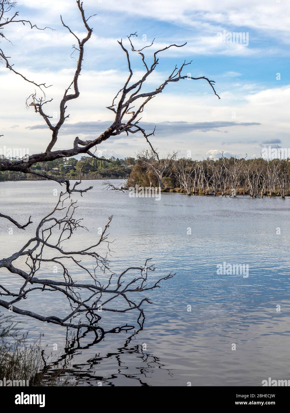 Kuljak Island oder Black Swan Island im Swan River Ascot Perth Western Australia. Stockfoto