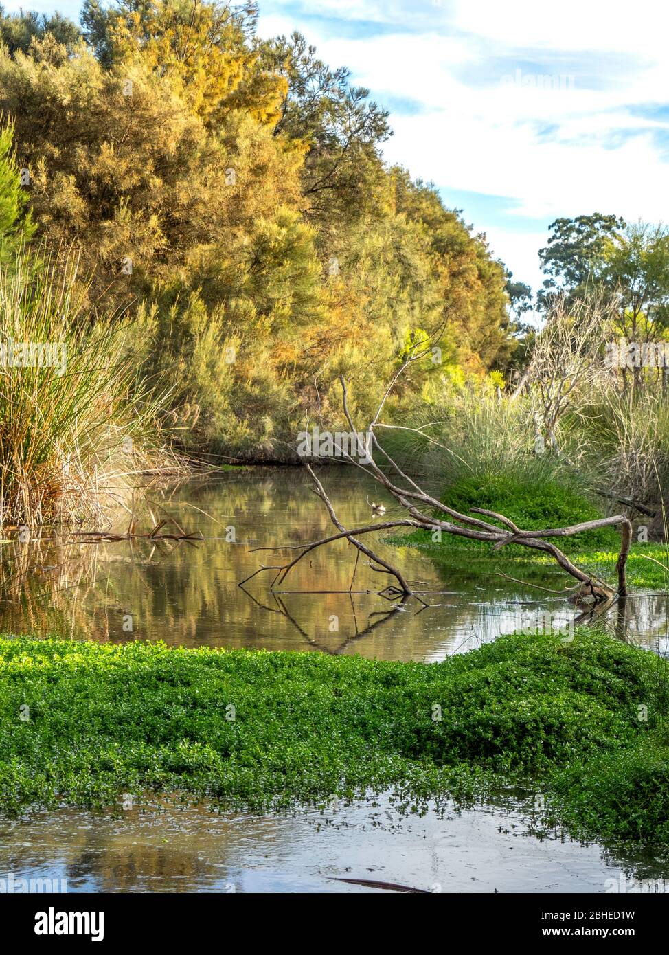 Baigup Wetlands Fluss flache Vegetation neben dem Swan River Perth Western Australia. Stockfoto