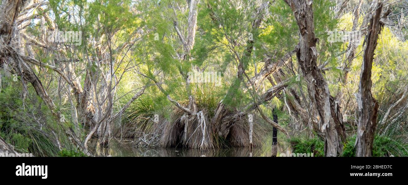 Baigup Wetlands Fluss flache Vegetation neben dem Swan River Perth Western Australia. Stockfoto