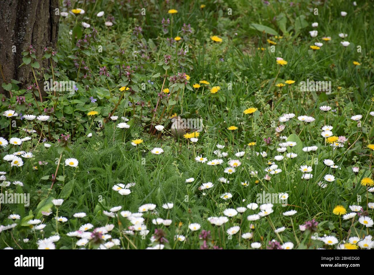Kleiner kleiner kleiner Vogel, ein Spatz landete auf einer Wiese voller bunter Feldblumen Stockfoto