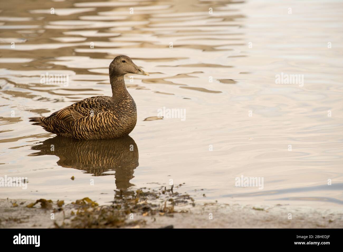 somateria mollissima Eiderente am Strand von Seahouses, Northumberland, England, Großbritannien; Stockfoto