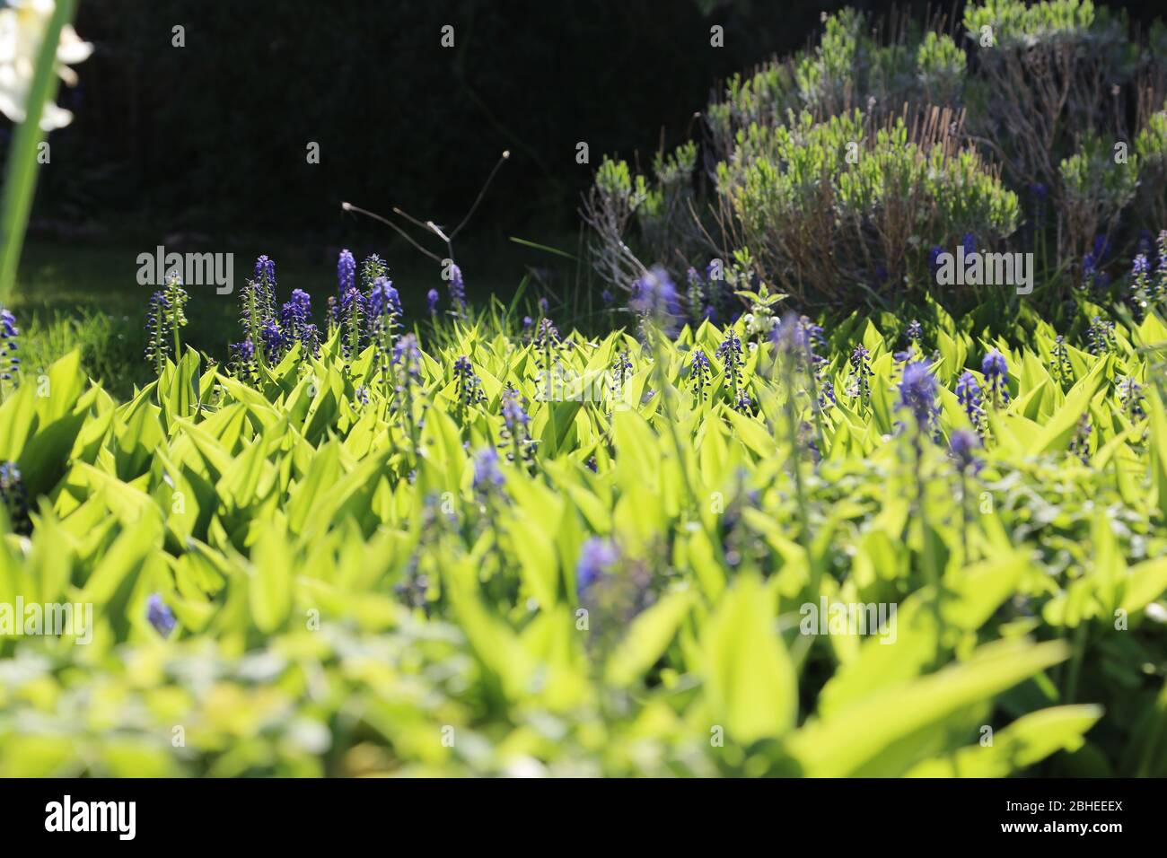 Blaue Hyazinthen blüht in frühen Lillies des Tals Stockfoto