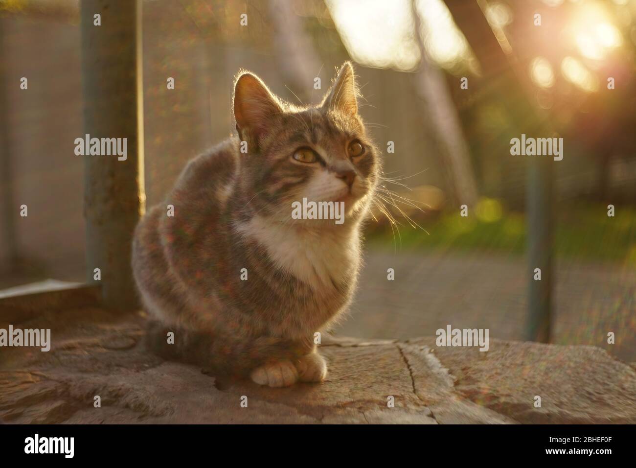 Niedliche Esche Katze Outdoor-Porträt bei Sonnenuntergang, warme Sonnenstrahlen um Stockfoto