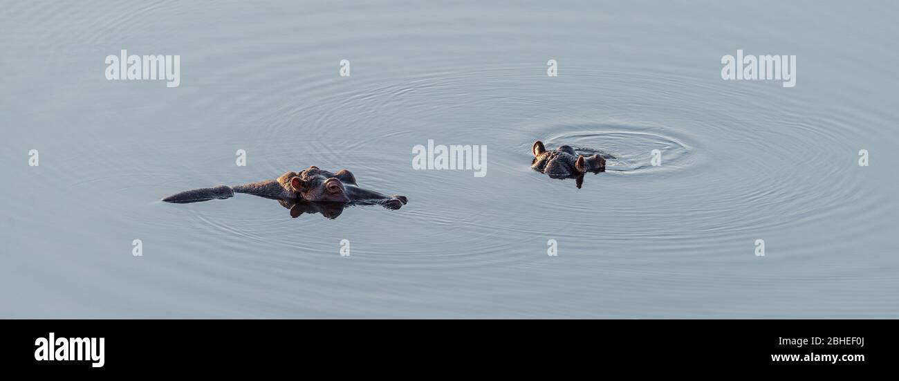 Zwei Hippopotamus sind meist im Kruger National Park, Südafrika, untergetaucht Stockfoto