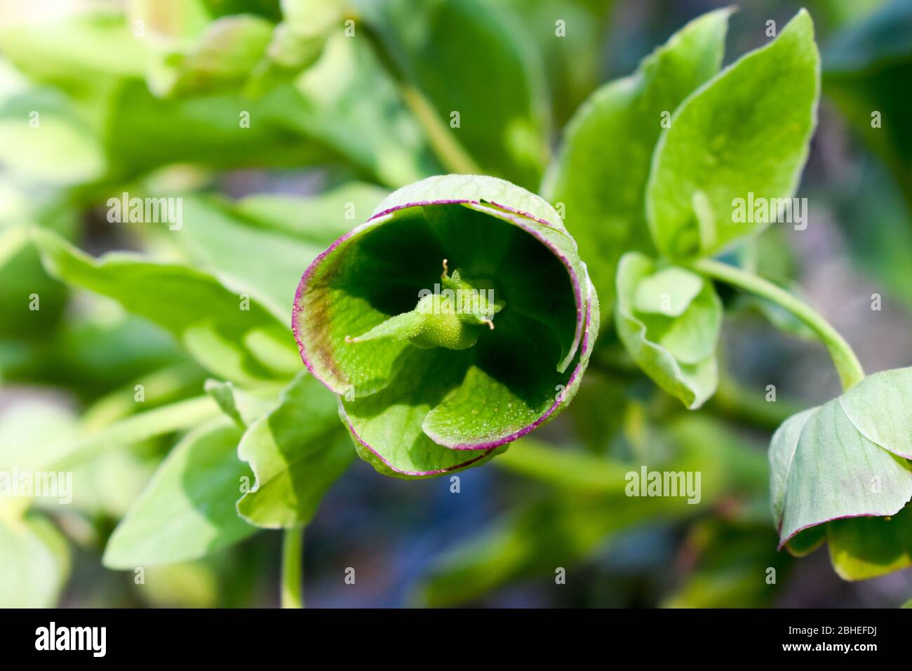 Helleborus odorus blüht im Frühjahr. Stockfoto